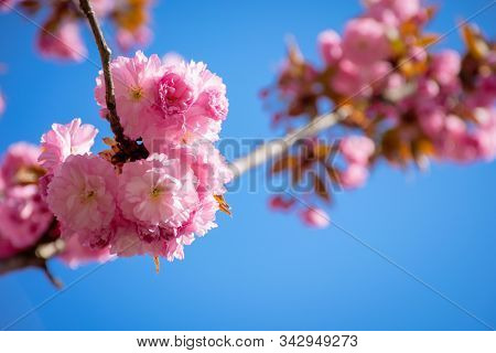 Pink Cherry Blossom Close Up. Spring Has Sprung. Beautiful Nature Background