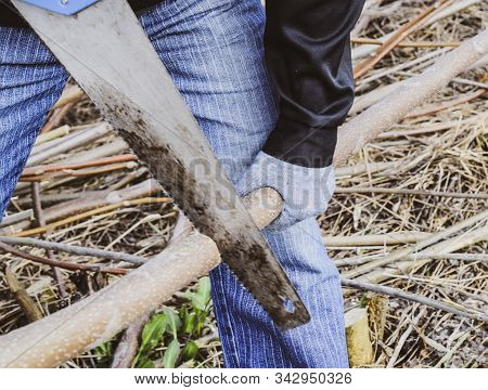 Man Saws Sawing A Tree Branch. Wood Sawing With A Hand Saw.