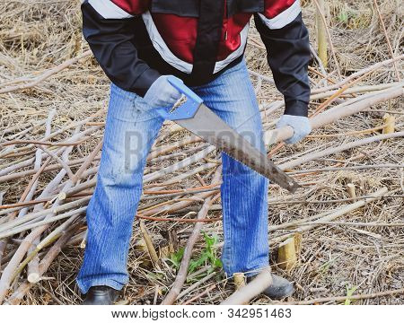 Man Saws Sawing A Tree Branch. Wood Sawing With A Hand Saw.
