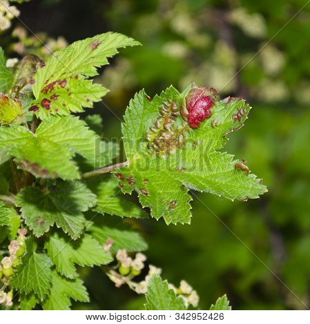 A Leaf Of Red Currant Struck By A Butterfly Ognevka. Ribes Rubrum. Pyralidae
