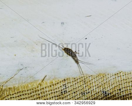 Pest Books And Newspapers. Insect Feeding On Paper - Silverfish. Pest Books And Newspapers.