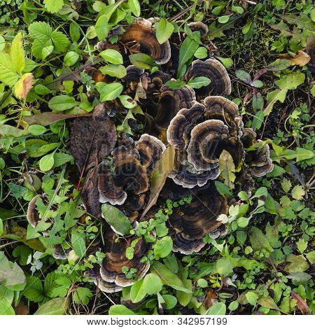 Rare Blackberry Mushroom Striped Among Green Foliage. Fellodon Is Felt. Hydnellum Concrescens.