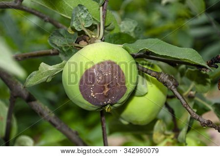 Rotten Apple Hanging On The Tree. Malus