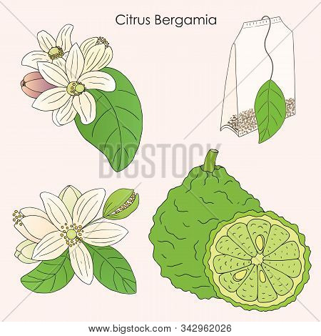 Herbs, Spices And Seasonings Collection. Vector Hand Drawn Illustration Of Citrus Bergamia, Flowers 