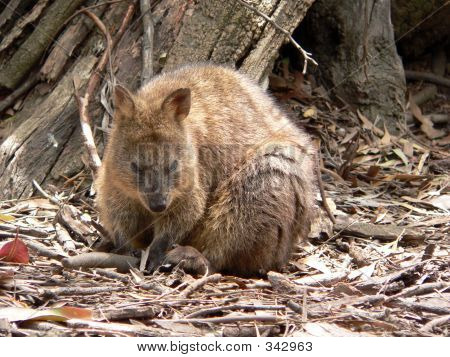 Quokka0