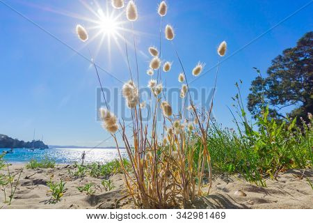 Rabbit Tail Fluffy Seed Heads Growing On Beach From Low Perspective With Lens Flare.