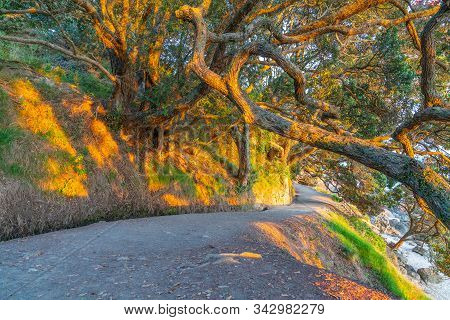 Sun Shines Low And Through Tangled Branches Of Puhutukawa Trees And Across Walking Track On Base Of 