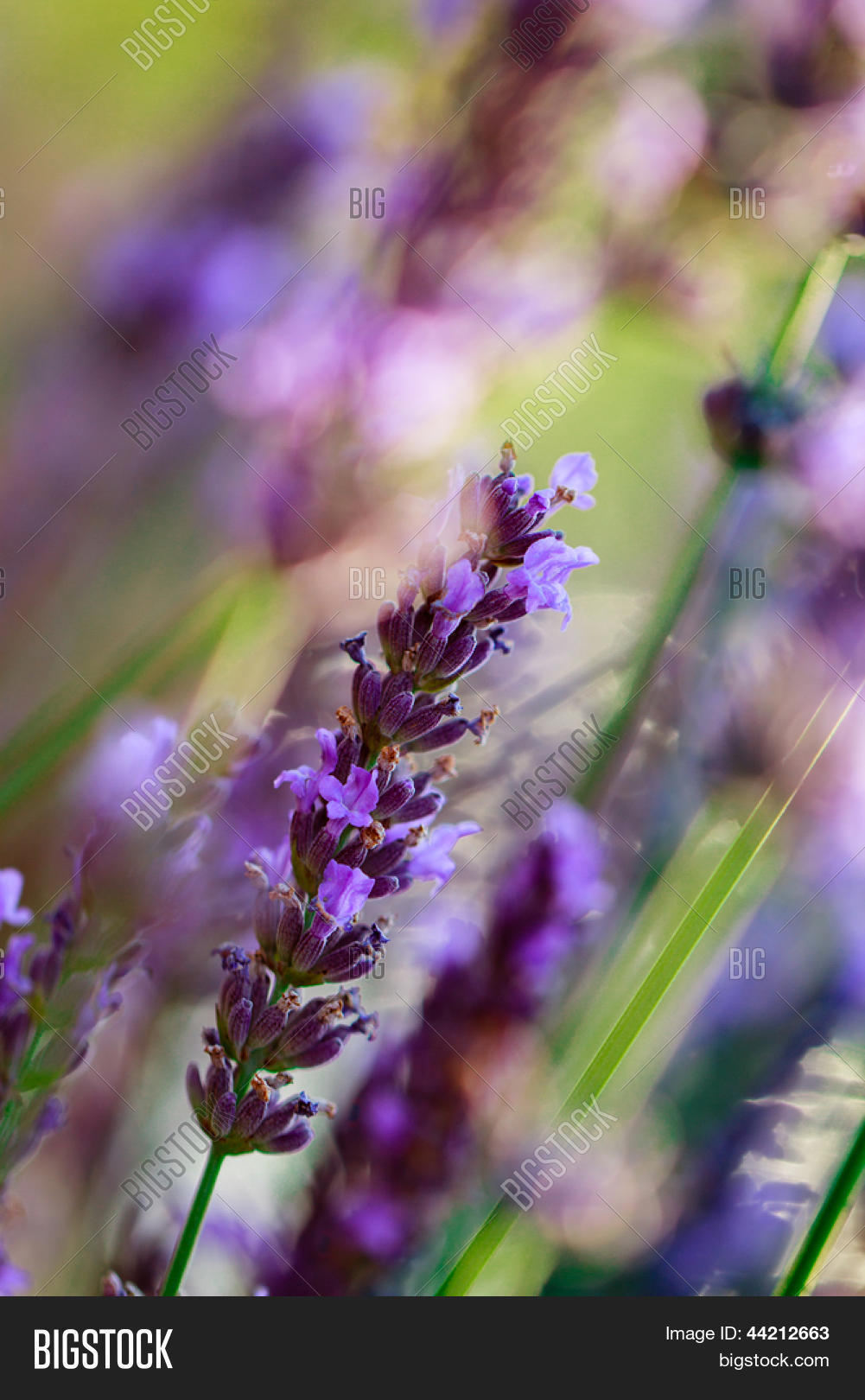 Lavender Flowers, Image & Photo (Free Trial) Bigstock