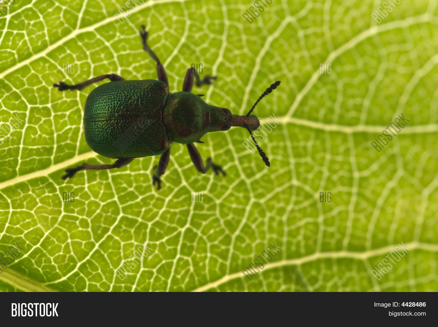 Poplar Leaf Roller Bug Image & Photo (Free Trial) Bigstock