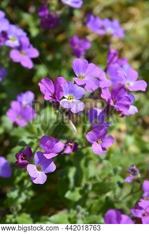 Aubrieta Flowers - Latin Name - Aubrieta Hybrids