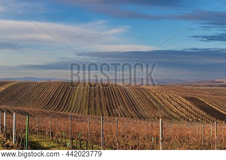 Winter Landscape In South Moravia In The Czech Republic In Europe. Vineyards After Winter In Palava.