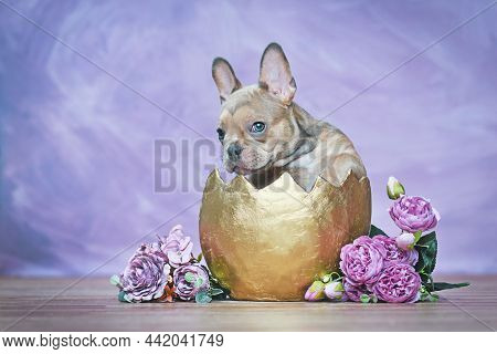 Cute French Bulldog Dog Puppy Hatching Out Of Golden Egg Shell Next To Roses In Front Of Violet Wall