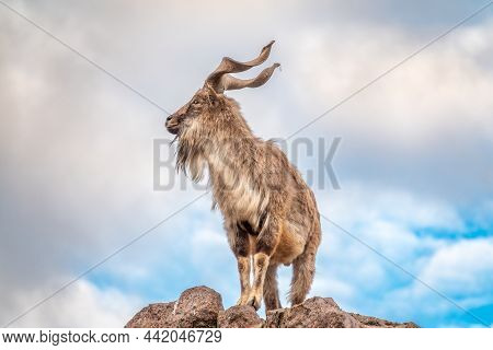 Markhor, Capra Falconeri, Wild Goat Native To Central Asia, Karakoram And The Himalayas Standing On