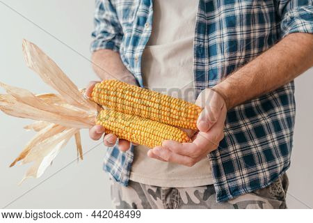 Farmer Holding Harvested Corn Cob In Hands, Unrecognizable Farm Worker In Flannel Shirt With Maize, 