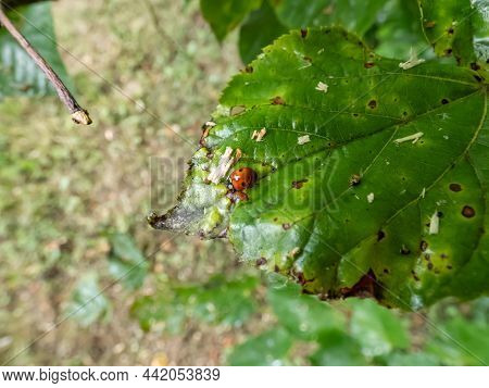 Close-up Shot Of The Adult Two-spot Ladybird (adalia Bipunctata) Top View, On A Green Leaf In Summer
