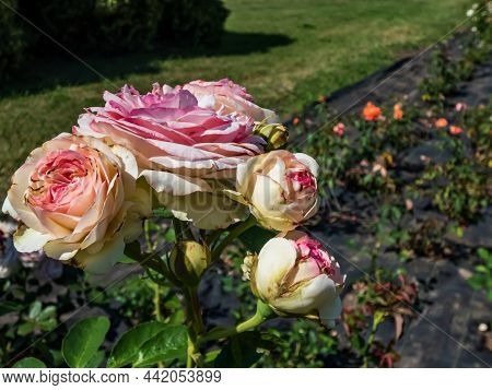 Close-up Of Rosa 'eden Rose 85' ('pierre De Ronsard' Or 'meiviolin') - Popular Climbing Rose With La