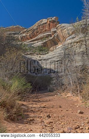 Dry Streambed In A Desert Canyon In Natural Bridges National Monument In Utah