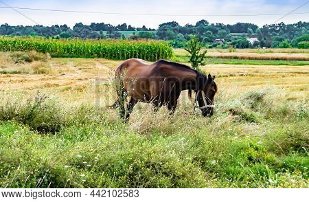 Beautiful Wild Brown Horse Stallion On Summer Flower Meadow