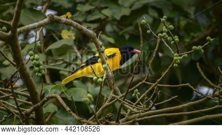 Black-hooded Oriole Perched On A Banyan Tree Branch To Eat Delicious Banyan Fruits.