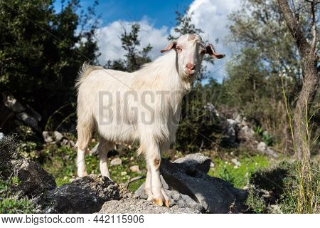 White Domestic Goat Looking Into Camera In Turkey.