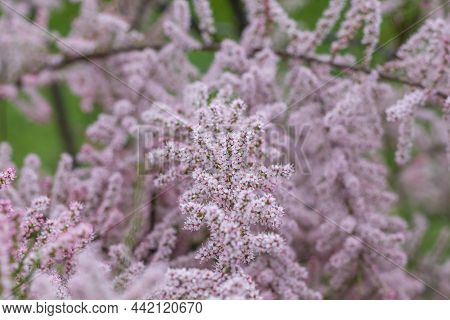 Soft Blooming Of Salt Cedar Green Plant With Pink Flowers