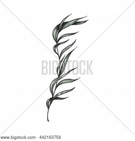 Water Submerged Plant, Sketch Vector Illustration Perfect For Print Or Decoration. Pondweed Grass Sw