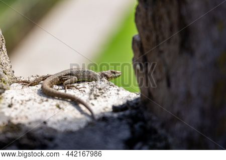 Beautiful Scenery, A Small Gray-green Lizard Sitting On A Stone Wall And Basking In The Sun, Close-u