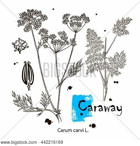 Caraway Vector Hand Drawn Illustration Set. Isolated Object. Engraved Style Seasoning. Detailed Orga
