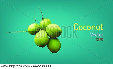 Realistic Group Of Coconut Fruit And Branch Elements. Vector Illustartion Eps10