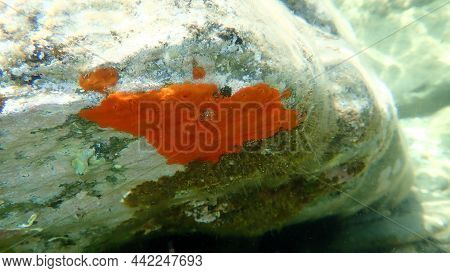 Red Encrusting Sponge Or Orange-red Encrusting Sponge (crambe Crambe) Undersea, Aegean Sea, Greece, 