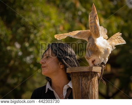 Common Barn Owl While Feeding On A Wooden Hemp And Its Ownerr In Trevignano Romano, Italy
