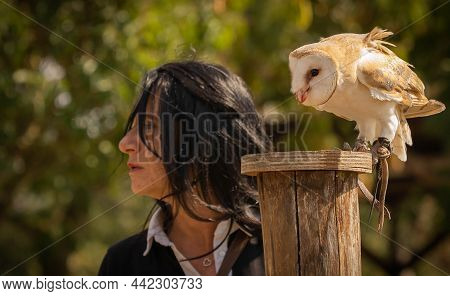 Common Barn Owl While Feeding On A Wooden Hemp And Its Ownerr In Trevignano Romano, Italy