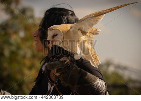 Common Barn Owl During Feeding And Its Owner In Trevignano Romano, Italy