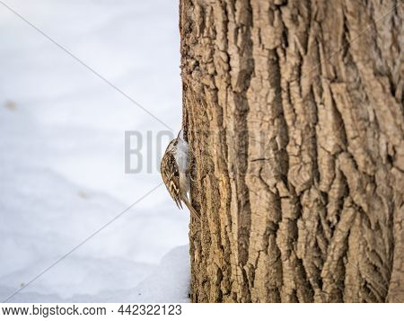 Little Bird Eurasian Treecreeper Crawling On A Tree In Winter. Nature Background. Bird: Short Toed T
