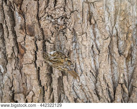 Little Bird Eurasian Treecreeper Crawling On A Tree In Winter. Nature Background. Bird: Short Toed T