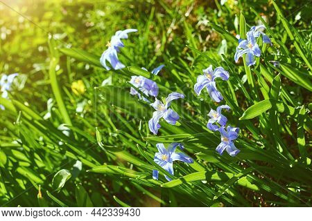 Blue Scylla Flowers In Early Spring With A Slightly Unfocused Background. A Softly Focused Image Of 
