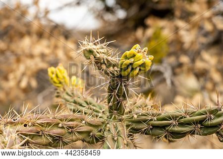 New Growth On A Cholla Cactus In Guadalupe Mountians National Park