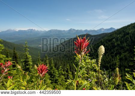 Paintbrush And Beargrass Bloom On Mountain Side In Glacier National Park