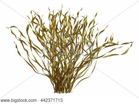 3d Rendering Of A Brown Aglae Isolated On White Background