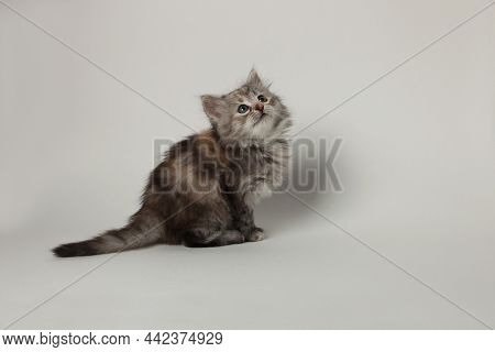 Cute Kitten On Light Background. Space For Text
