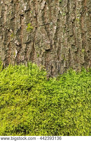 Mossy Tree Bark Texture As Ecology Concept. Vertical Shot Of Tree Bark Partially Covered In Green Mo