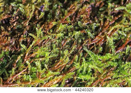 Moss