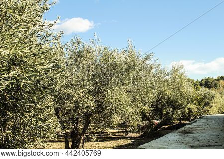 Colorful Olive Plantation On The Countryside In Benimantell Village, Alicante, Spain