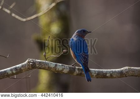 A Male Eastern Bluebird In Plumage Perched High Up On A Tree Branch Showing Its Backside While Looki