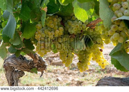 Ripe White Wine Grapes Using For Making Rose Or White Wine Ready To Harvest On Vineyards In Cotes  D