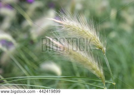 Feathertop (cenchrus Longisetus)