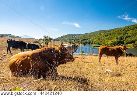 View Of Biviere Lake And Grazing Cows, Nebrodi National Park, Sicily, Italy