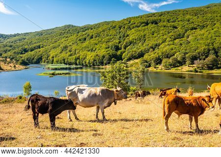 View Of Biviere Lake And Grazing Cows, Nebrodi National Park, Sicily, Italy