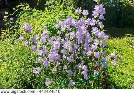 Blooming Perennial Ornamental Shrub Peach-leaved Blue In A Summer Garden Plot.