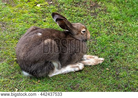 Mountain Hare, Lepus Timidus, Also Known As The White Hare With Brown Hair In Summer
